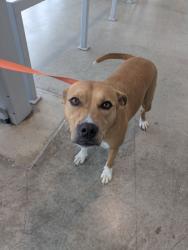 Shelter Stray Female Dog last seen , , TX, 355 Hillshire Dr, Haslet, TX 76052, USA