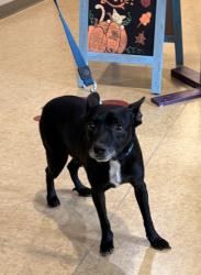Shelter Stray Male Dog last seen Wintergreen and Main, Duncanville, TX, 1150 E Pleasant Run Rd, Cedar Hill, TX 75104, USA