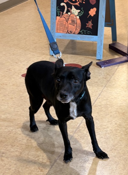 Shelter Stray Male Dog last seen Wintergreen and Main, Duncanville, TX, 1150 E Pleasant Run Rd, Cedar Hill, TX 75104, USA