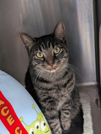 Shelter Stray Female Cat last seen Sugarmill Woods- Linder St, Homosassa, FL, 4030 S Airport Rd, Inverness, FL 34450, USA
