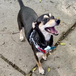 Shelter Stray Female Dog last seen , , CA, 1101 29th Ave, Oakland, CA 94601, USA