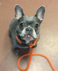 Shelter Stray Female Dog last seen :8323 Baldwin st. Oakland 94621, Oakland, CA, 1101 29th Ave, Oakland, CA 94601, USA