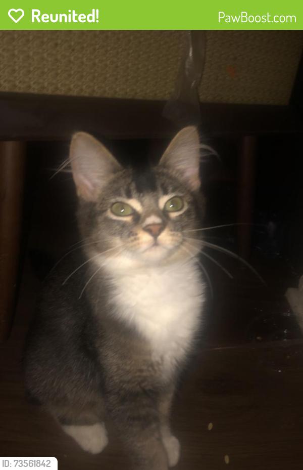 Reunited Female Cat last seen W montecito and n michilinda ave, Sierra Madre, CA 91024