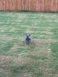 Lost Male Dog last seen Near Hart Dr Dallas Texas, Dallas, TX 75241