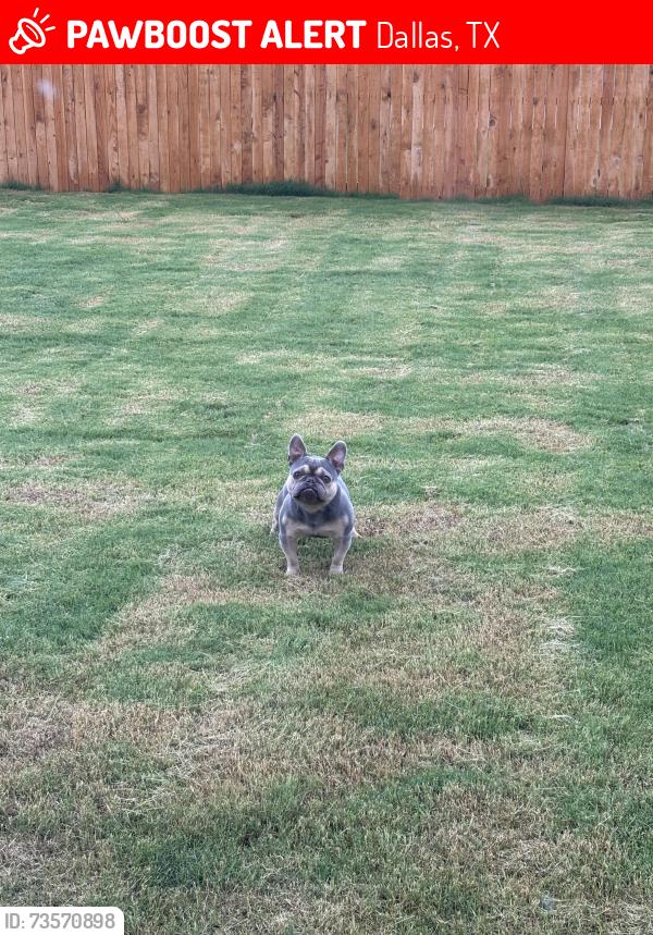 Lost Male Dog last seen Near Hart Dr Dallas Texas, Dallas, TX 75241