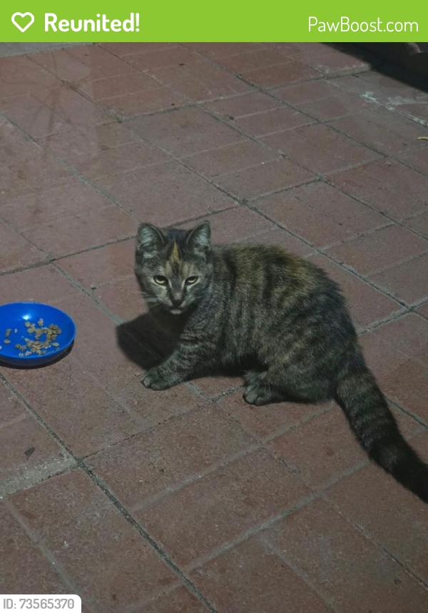 Reunited Female Cat last seen Panama & 236th st., Carson, CA 90745