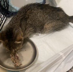 Shelter Stray Female Cat last seen Near E 148th Street, BRONX, NY, 10451, 326 E 110th St, New York, NY 10029, USA