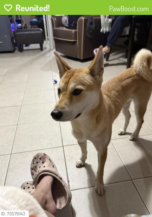 Reunited Female Dog last seen Clarendon rd, Hempstead, NY 11550