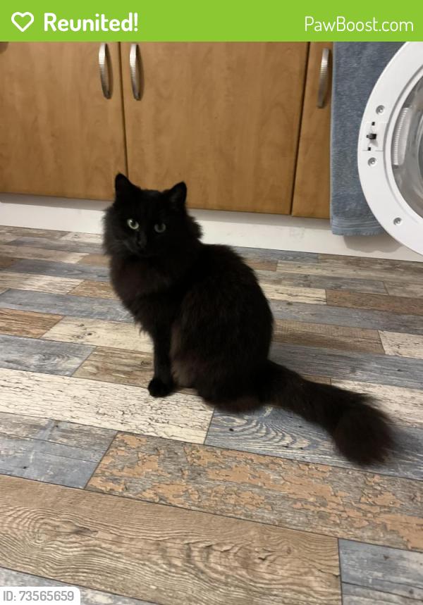 Reunited Male Cat last seen Southern Lea Road, Burnham on Sea, Somerset, England TA8 2SU