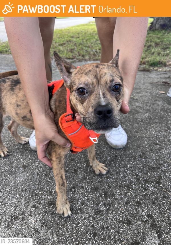 Found/Stray Female Dog last seen Inca street and Romano Avenue, Orlando, Orlando, FL 32807