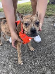 Found/Stray Female Dog last seen Inca street and Romano Avenue, Orlando, Orlando, FL 32807