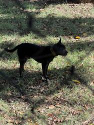 Found/Stray Male Dog last seen Cherokee, Stockton, CA 95202
