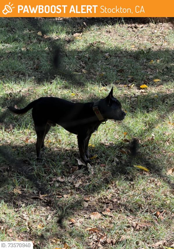 Found/Stray Male Dog last seen Cherokee, Stockton, CA 95202