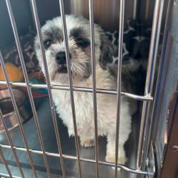 Shelter Stray Female Dog last seen , 21800 Central Ave, Matteson, IL 60443, USA
