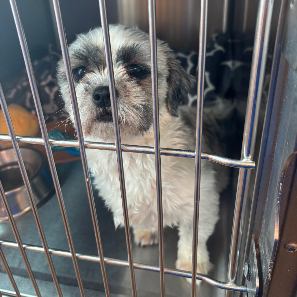 Shelter Stray Female Dog last seen , 21800 Central Ave, Matteson, IL 60443, USA