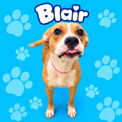 Shelter Stray Female Dog last seen , 2350 Appling City Cove, Memphis, TN 38133, USA