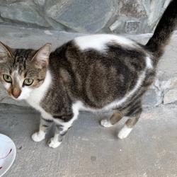 Shelter Stray Female Cat last seen , 752 Lovejoy Rd NW, Fort Walton Beach, FL 32548, USA