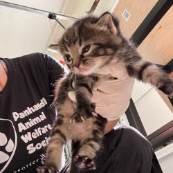 Shelter Stray Male Cat last seen , 752 Lovejoy Rd NW, Fort Walton Beach, FL 32548, USA
