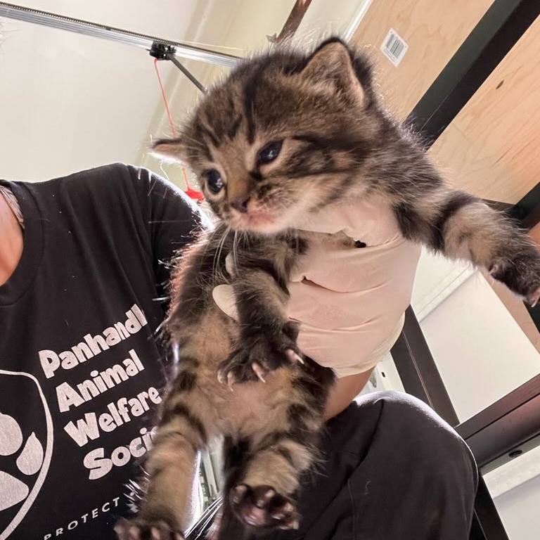 Shelter Stray Male Cat last seen , 752 Lovejoy Rd NW, Fort Walton Beach, FL 32548, USA
