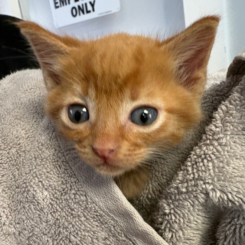 Shelter Stray Female Cat last seen , 752 Lovejoy Rd NW, Fort Walton Beach, FL 32548, USA