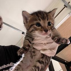 Shelter Stray Male Cat last seen , 752 Lovejoy Rd NW, Fort Walton Beach, FL 32548, USA
