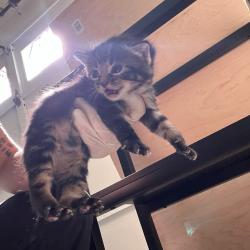 Shelter Stray Female Cat last seen , 752 Lovejoy Rd NW, Fort Walton Beach, FL 32548, USA
