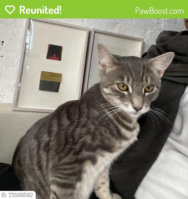 Reunited Male Cat last seen Halsey st and Marcy Ave, Brooklyn NY, Brooklyn, NY 11216