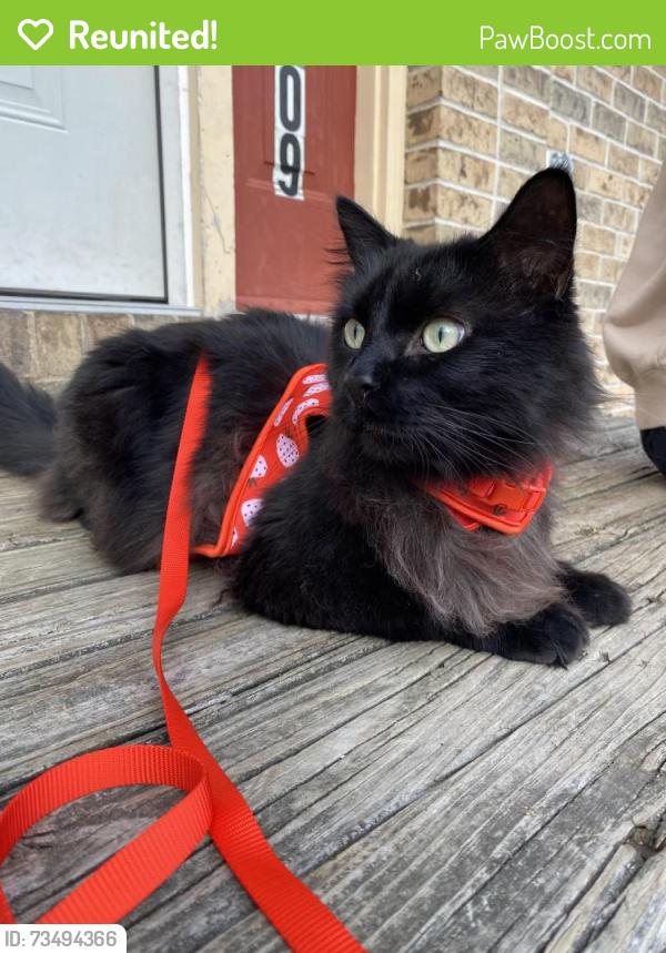 Reunited Male Cat last seen corvo trace, carrington ct, Kalamazoo, MI 49009