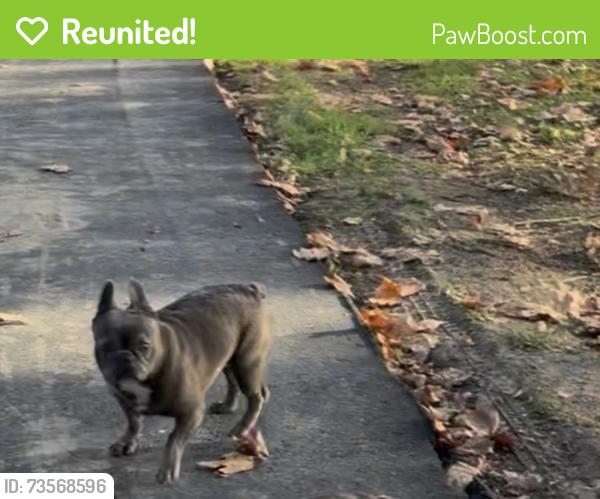 Reunited Male Dog last seen La verde park, Union City, CA 94587
