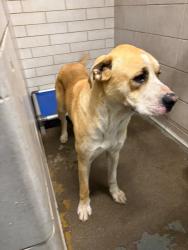 Shelter Stray Male Dog last seen Near S Manthey Rd, Lathrop, CA 95330, USA, 1575 S Lincoln St, Stockton, CA 95206, USA