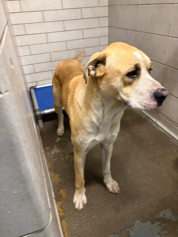 Shelter Stray Male Dog last seen Near S Manthey Rd, Lathrop, CA 95330, USA, 1575 S Lincoln St, Stockton, CA 95206, USA