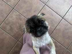 Found/Stray Female Dog last seen College, Modesto, CA 95350
