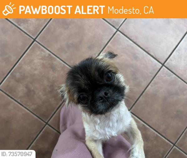 Found/Stray Female Dog last seen College, Modesto, CA 95350