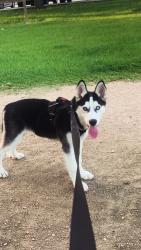 Lost Male Dog last seen Bellaire are, Houston, TX 77036