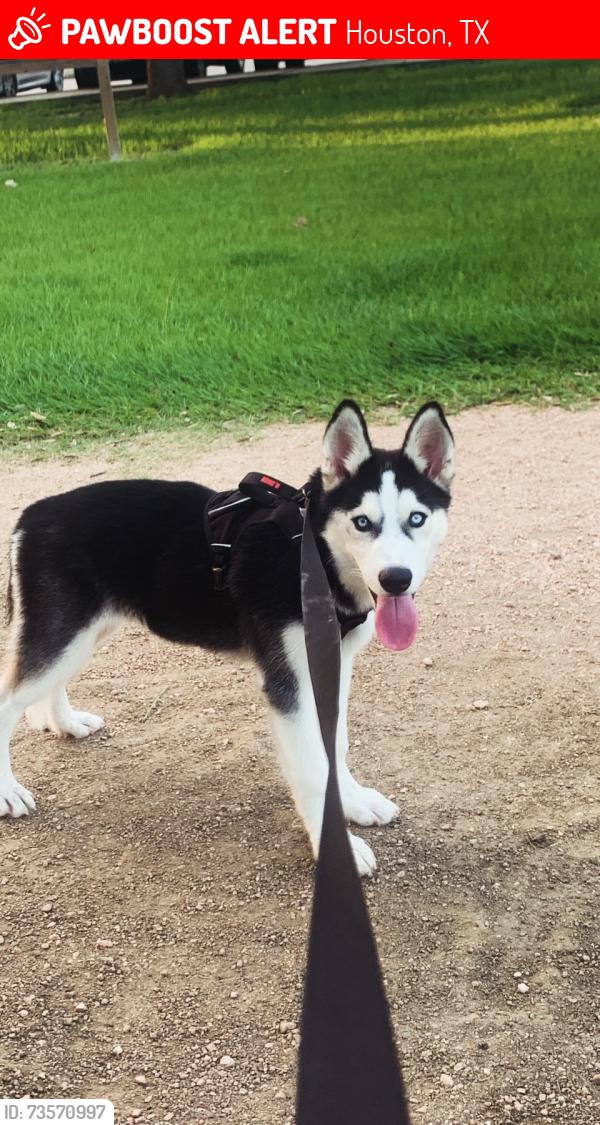 Lost Male Dog last seen Bellaire are, Houston, TX 77036