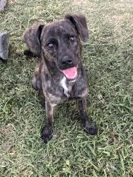 Found/Stray Female Dog last seen Tarrant Rd, Grand Prairie, TX 75050