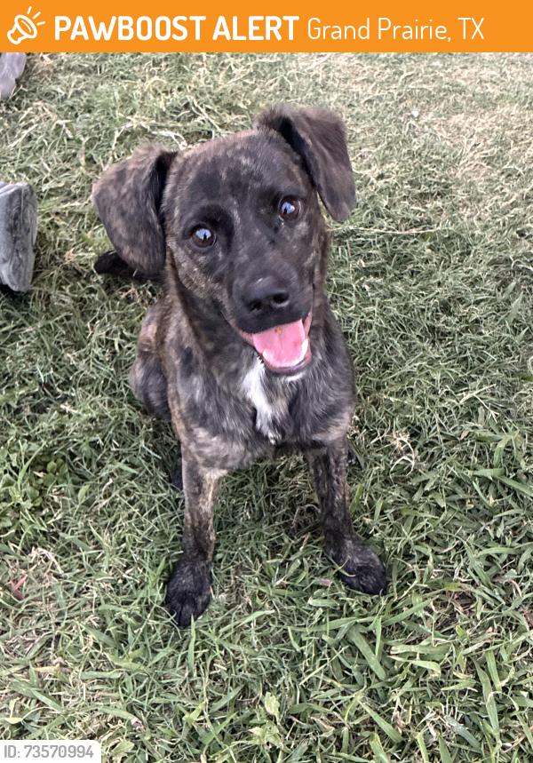 Found/Stray Female Dog last seen Tarrant Rd, Grand Prairie, TX 75050