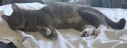 Reunited Male Cat last seen SW 170 Avenue and 95 Terrace, Miami, FL 33196