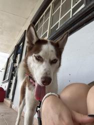 Reunited Female Dog last seen Near nw 27 th ct, Opa-locka, FL 33054