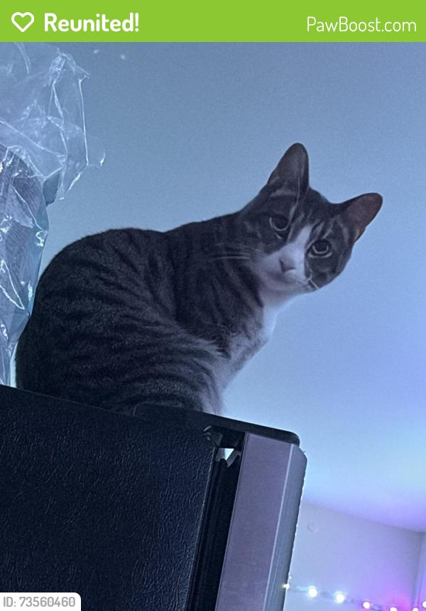 Reunited Male Cat last seen Westminster Pl, Lodi, NJ 07644
