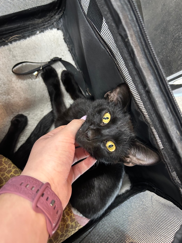 Shelter Stray Male Cat last seen , 5302 Stone St, Chattanooga, TN 37412, USA