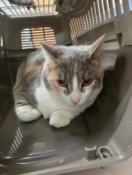 Shelter Stray Female Cat last seen Midwest City, 8485 E Reno Ave, Midwest City, OK 73110, USA