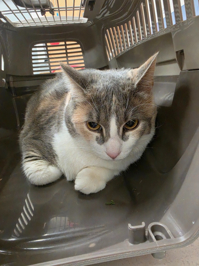 Shelter Stray Female Cat last seen Midwest City, 8485 E Reno Ave, Midwest City, OK 73110, USA