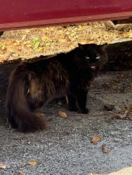 Found/Stray Unknown Cat last seen red bud and cruze rd, Knoxville, TN 37920