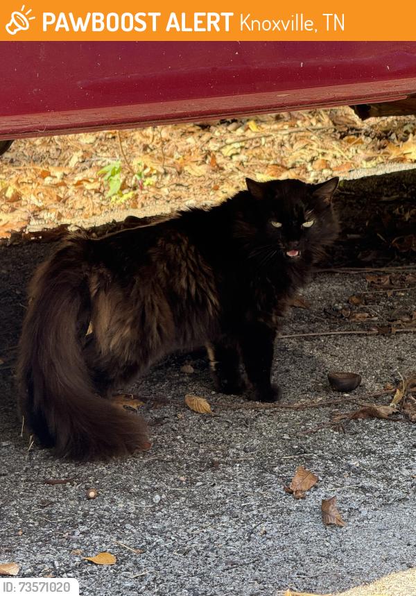 Found/Stray Unknown Cat last seen red bud and cruze rd, Knoxville, TN 37920