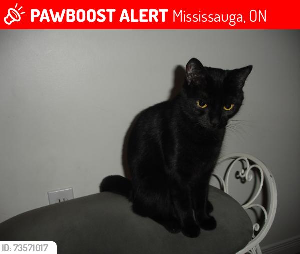 Lost Female Cat last seen Ridgeleigh Heights, Mississauga, Ontario, Mississauga, ON 