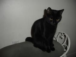 Lost Female Cat last seen Ridgeleigh Heights, Mississauga, Ontario, Mississauga, ON 