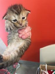 Shelter Stray Female Cat last seen Near BLOCK AUSTIN LANE, 3528 Newburg Rd, Louisville, KY 40218, USA