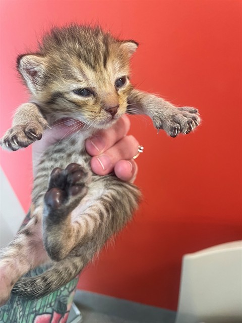 Shelter Stray Female Cat last seen Near BLOCK AUSTIN LANE, 3528 Newburg Rd, Louisville, KY 40218, USA