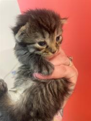 Shelter Stray Male Cat last seen Near BLOCK AUSTIN LANE, 3528 Newburg Rd, Louisville, KY 40218, USA